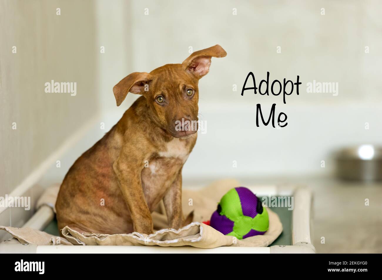 Un beau chien triste est de demander à quelqu'un d'adopter Lui Banque D'Images