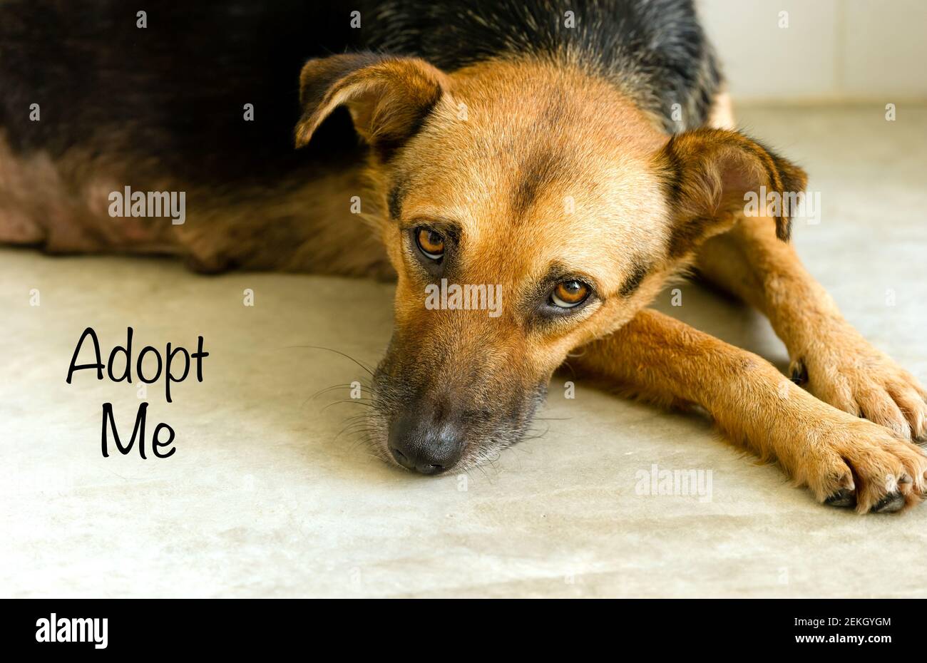 Un beau chien triste est de demander à quelqu'un d'adopter Lui Banque D'Images