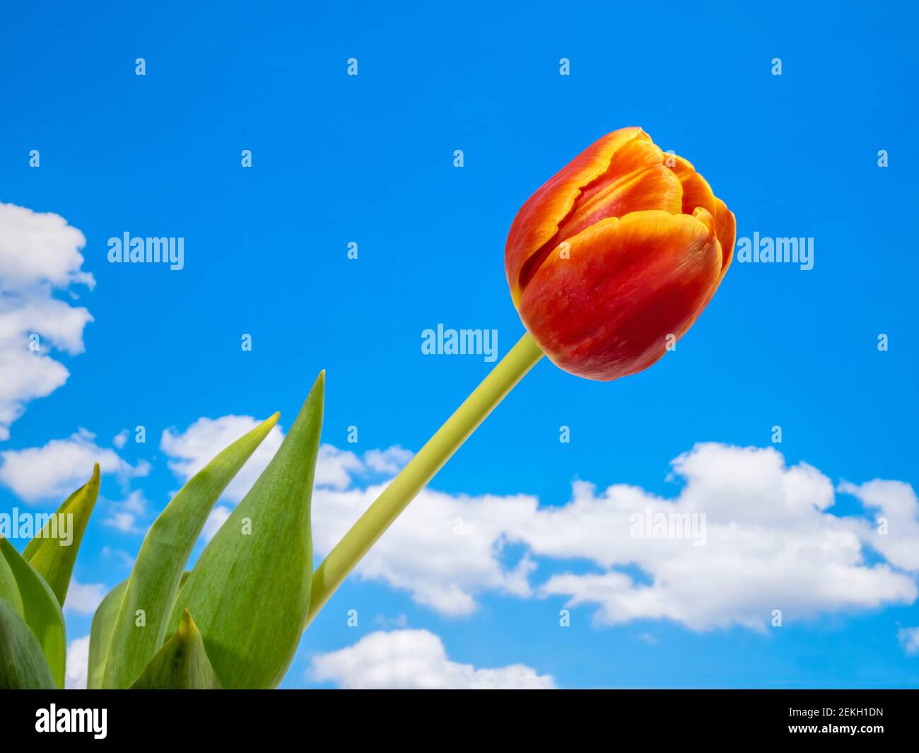 Tulipe orange contre ciel bleu Banque D'Images