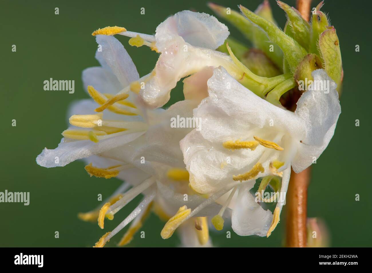 Photo macro de fleurs de purpus Honeysuckle (lonicera x purpusii) Banque D'Images