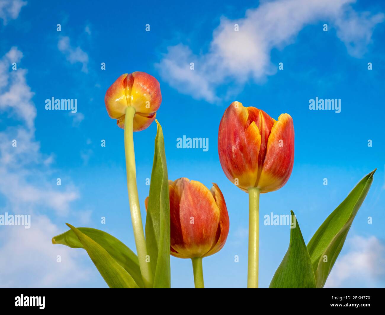 Vue en gros plan basse vue de tulipes orange contre bleu ciel Banque D'Images