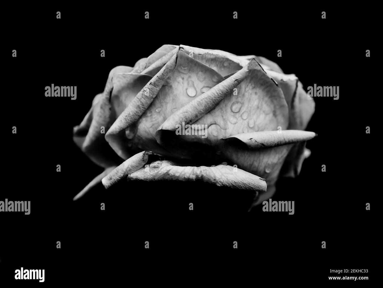 Tête de fleur de rose dans l'eau gouttes en noir et blanc Banque D'Images