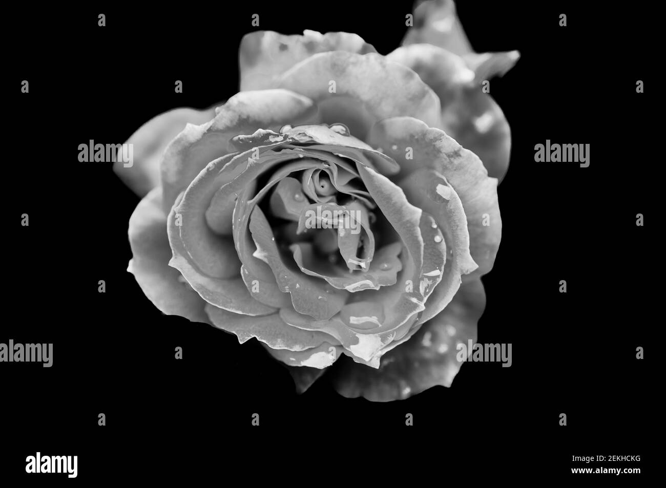 Tête de fleur de rose en noir et blanc Banque D'Images