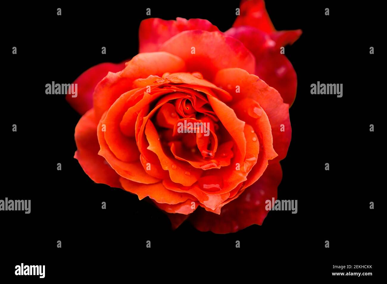 Tête de fleur rose orange et rouge sur fond noir Banque D'Images