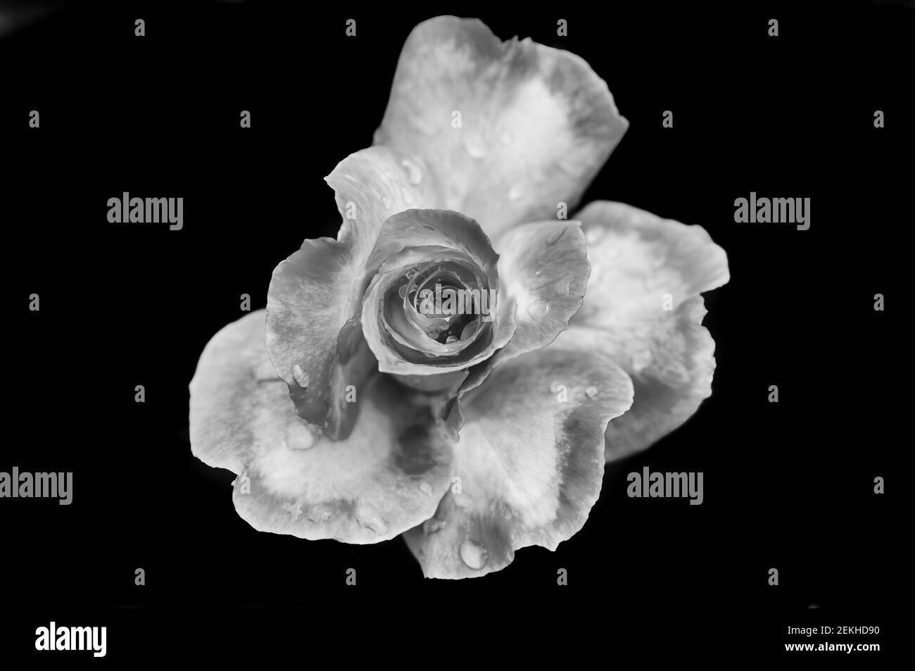 Tête de fleur de rose en noir et blanc Banque D'Images