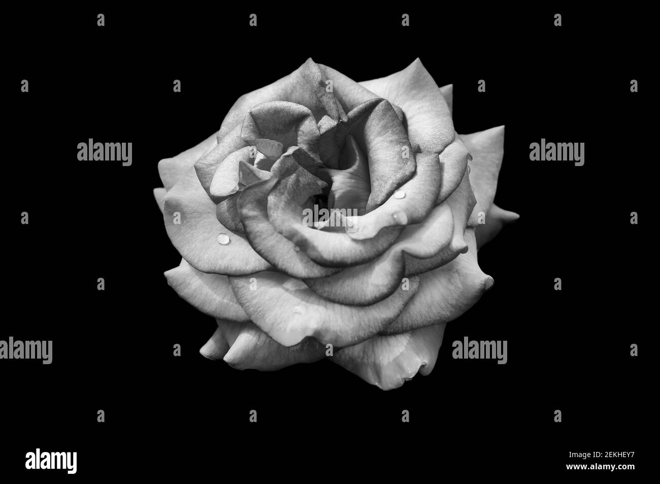 Tête de fleur de rose en noir et blanc Banque D'Images