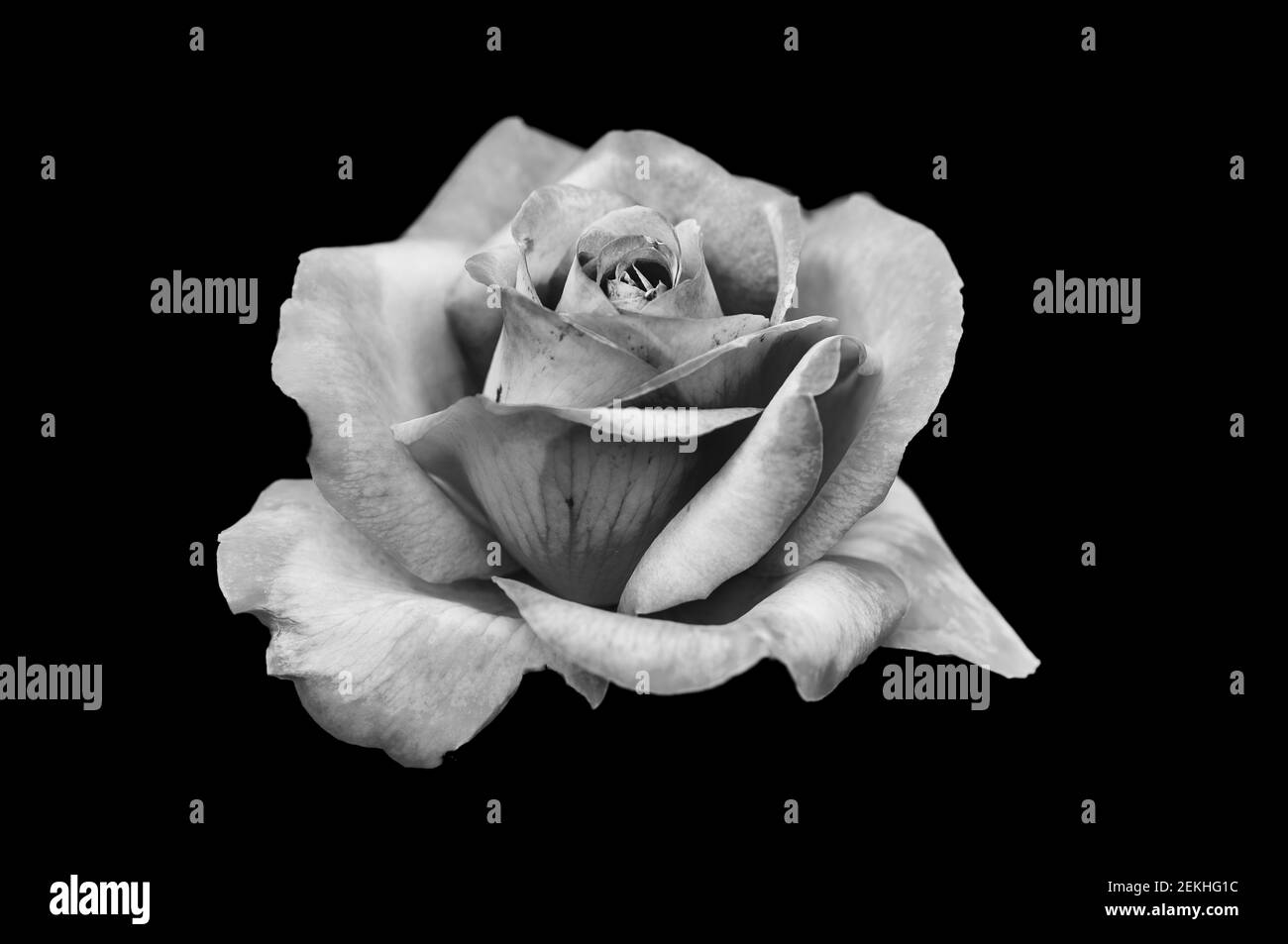 Tête de fleur de rose en noir et blanc Banque D'Images