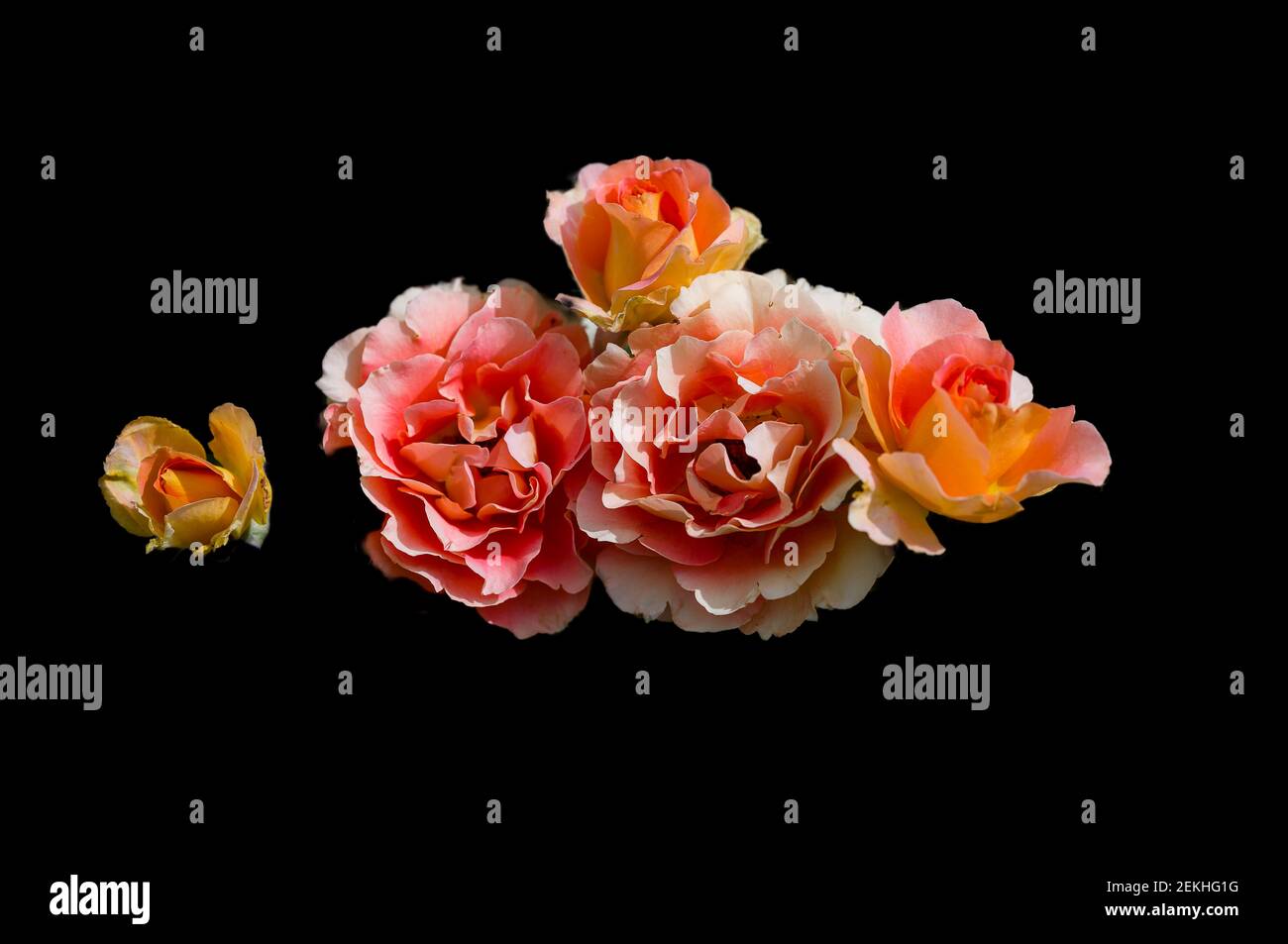 Gros plan de fleurs roses sur fond noir Banque D'Images