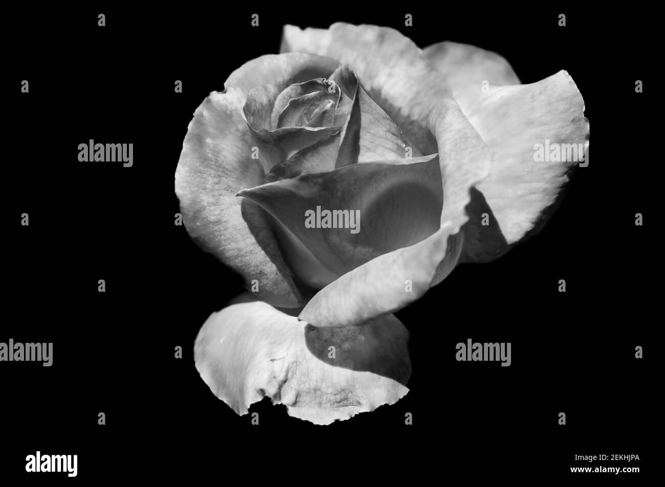 Rose simple sur fond blanc Banque de photographies et d’images à haute