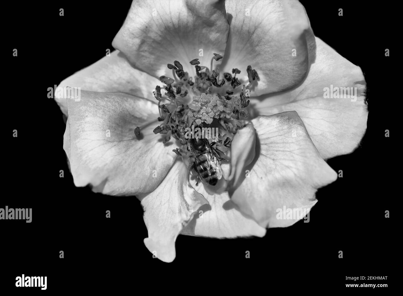 Rose noir et blanc avec abeille sur fond noir Banque D'Images