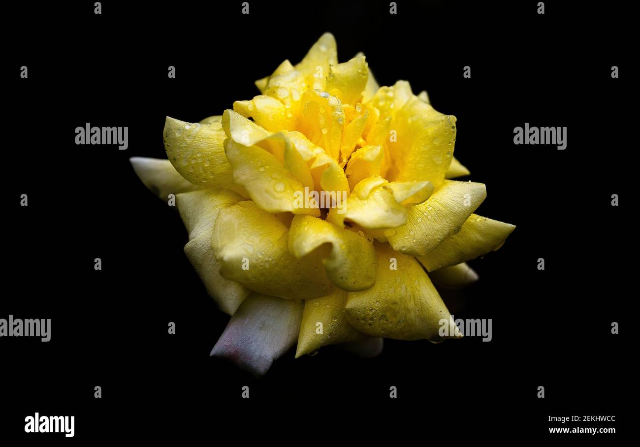 Gros plan de rose jaune sur fond noir Banque D'Images