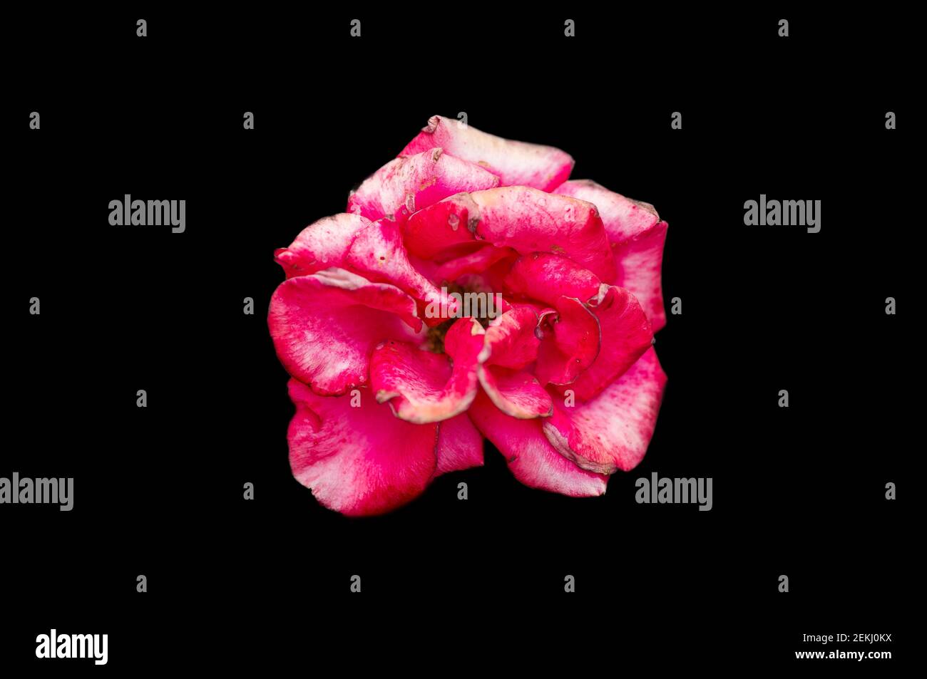 Gros plan de la fleur de rose sur fond noir Banque D'Images