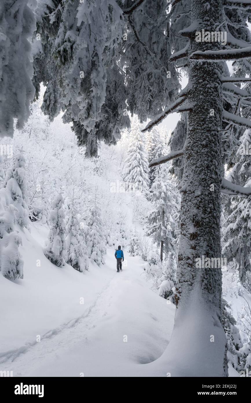 Un touriste sur une randonnée d'hiver marche le long d'un sentier sous les sapins enneigés après une chute de neige dans les montagnes Banque D'Images