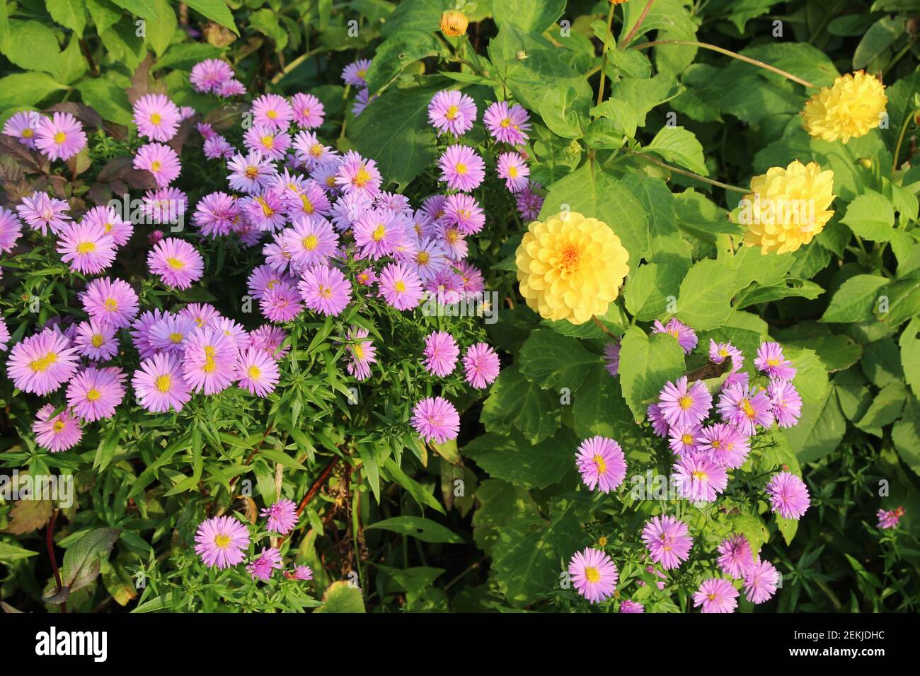 Fleurs: Gros plan de Dahlias jaunes parmi les pâquerettes pourpres croissant dans le jardin en soirée lumière du soleil pendant l'automne Banque D'Images