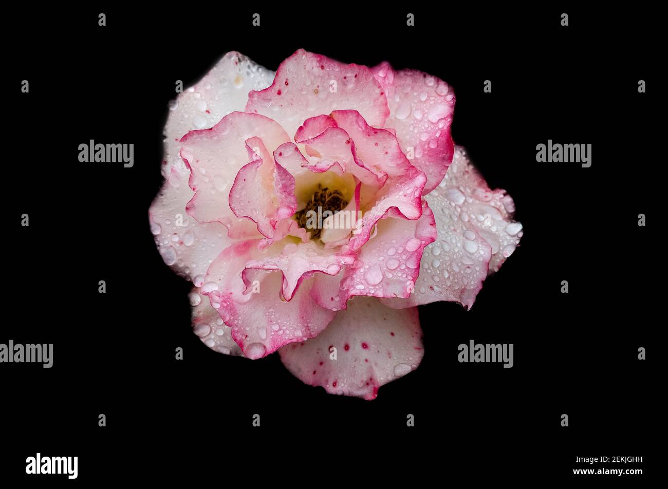 Tête rose et blanche recouverte de rosée sur fond noir Banque D'Images