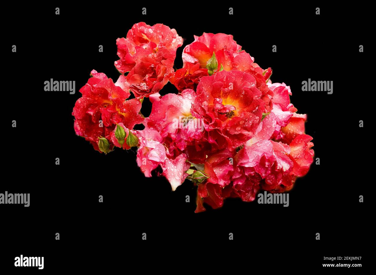 Tête rose rouge et rose recouverte de rosée sur fond noir Banque D'Images