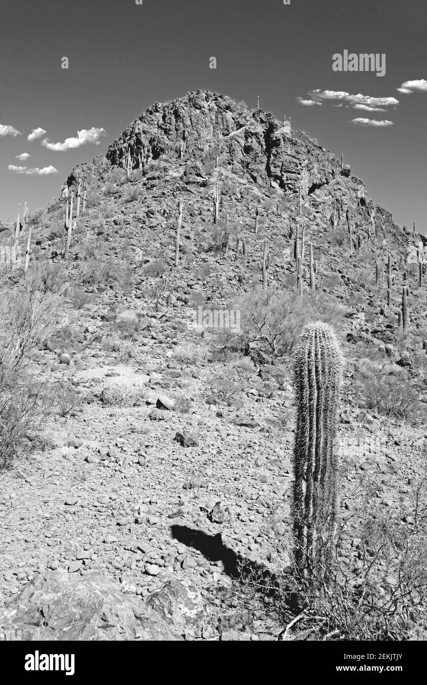 Parc national de Picacho Peak dans la région au nord de Tucson, Arizona Banque D'Images
