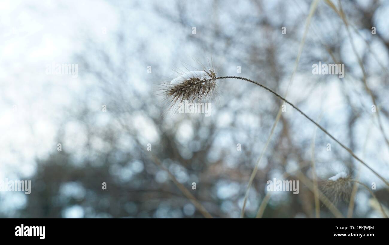 Gros plan sur l'herbe sur le champ d'hiver Banque D'Images