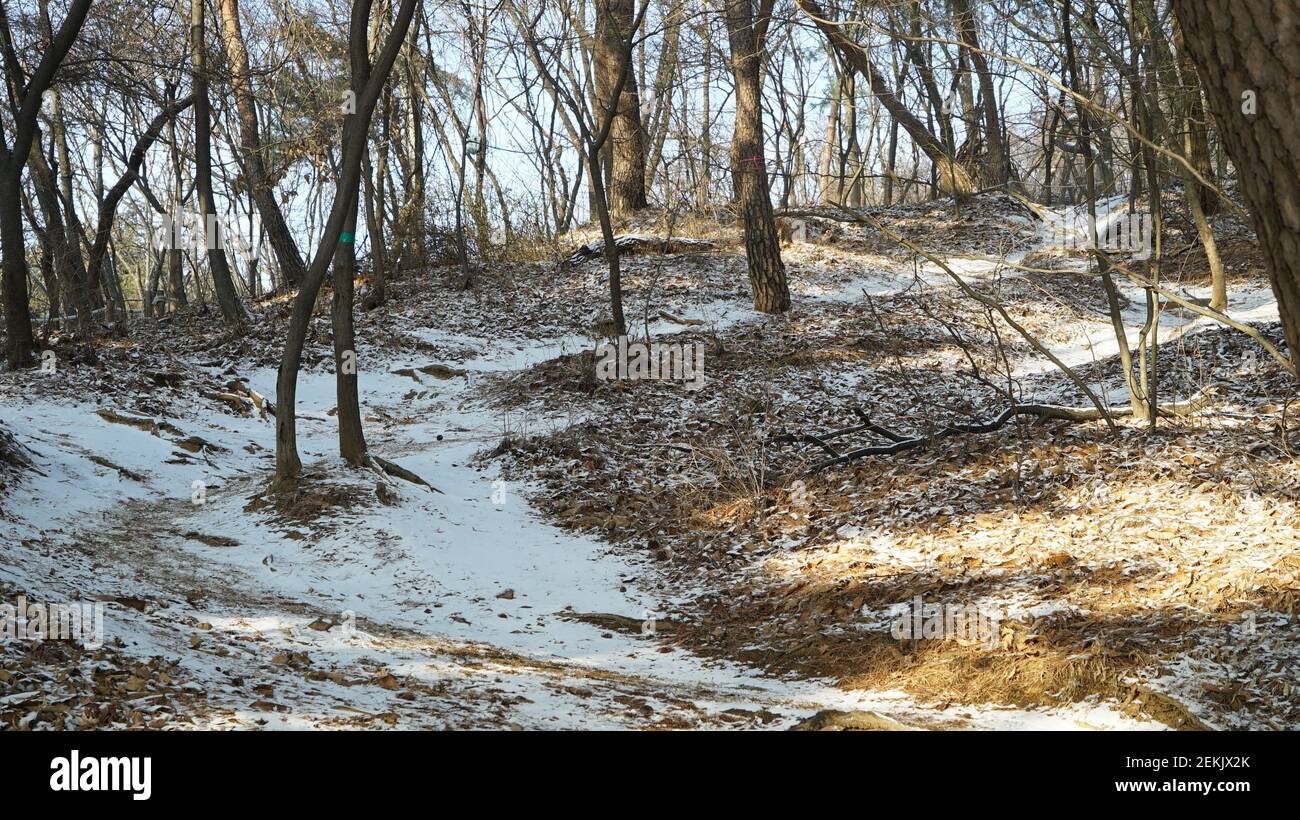 Séchez les arbres sur le terrain de la forêt enneigée d'hiver Banque D'Images