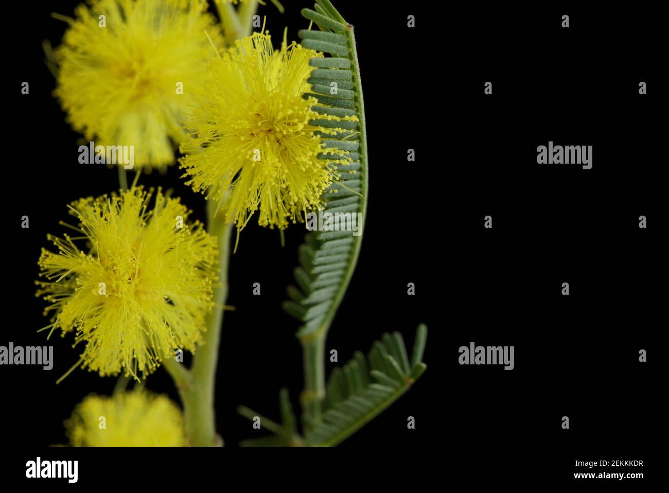 Hochet argenté, mimosa isolé sur fond noir. Banque D'Images
