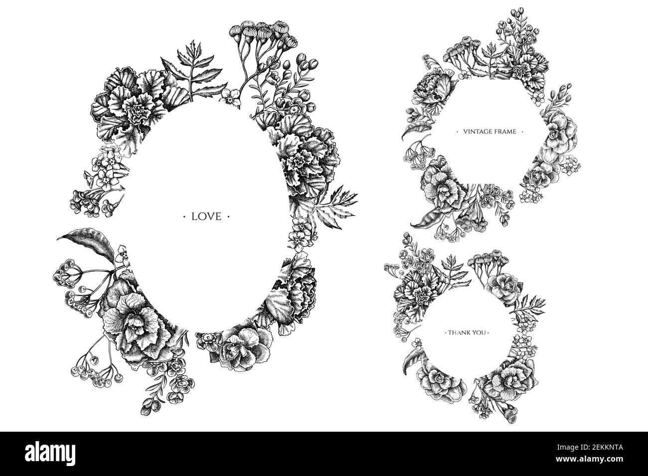 Cadres floraux avec fleur de cire noire et blanche, oubliez-moi pas fleur, tansy, ardisia, brassica, chou décoratif Illustration de Vecteur