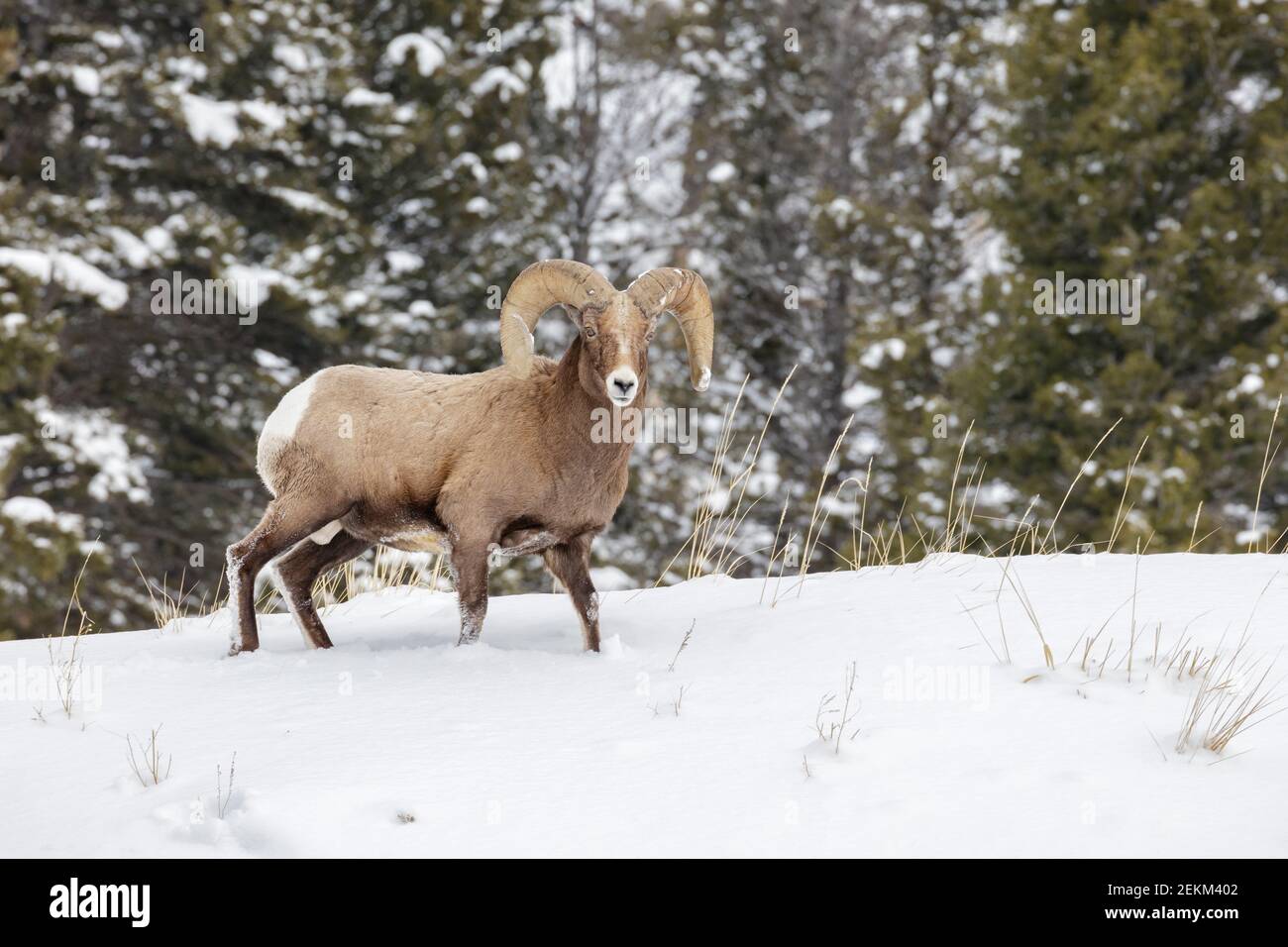 Parc national de Yellowstone, Wyoming : RAM de Bighorn (Ovis canadensis) en hiver Banque D'Images