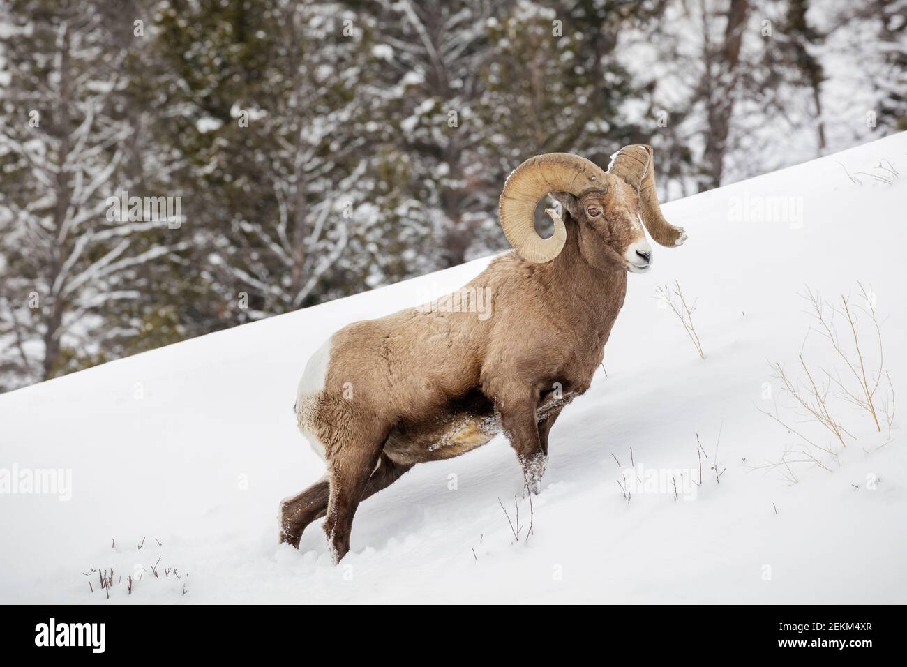 Parc national de Yellowstone, Wyoming : RAM de Bighorn (Ovis canadensis) en hiver Banque D'Images