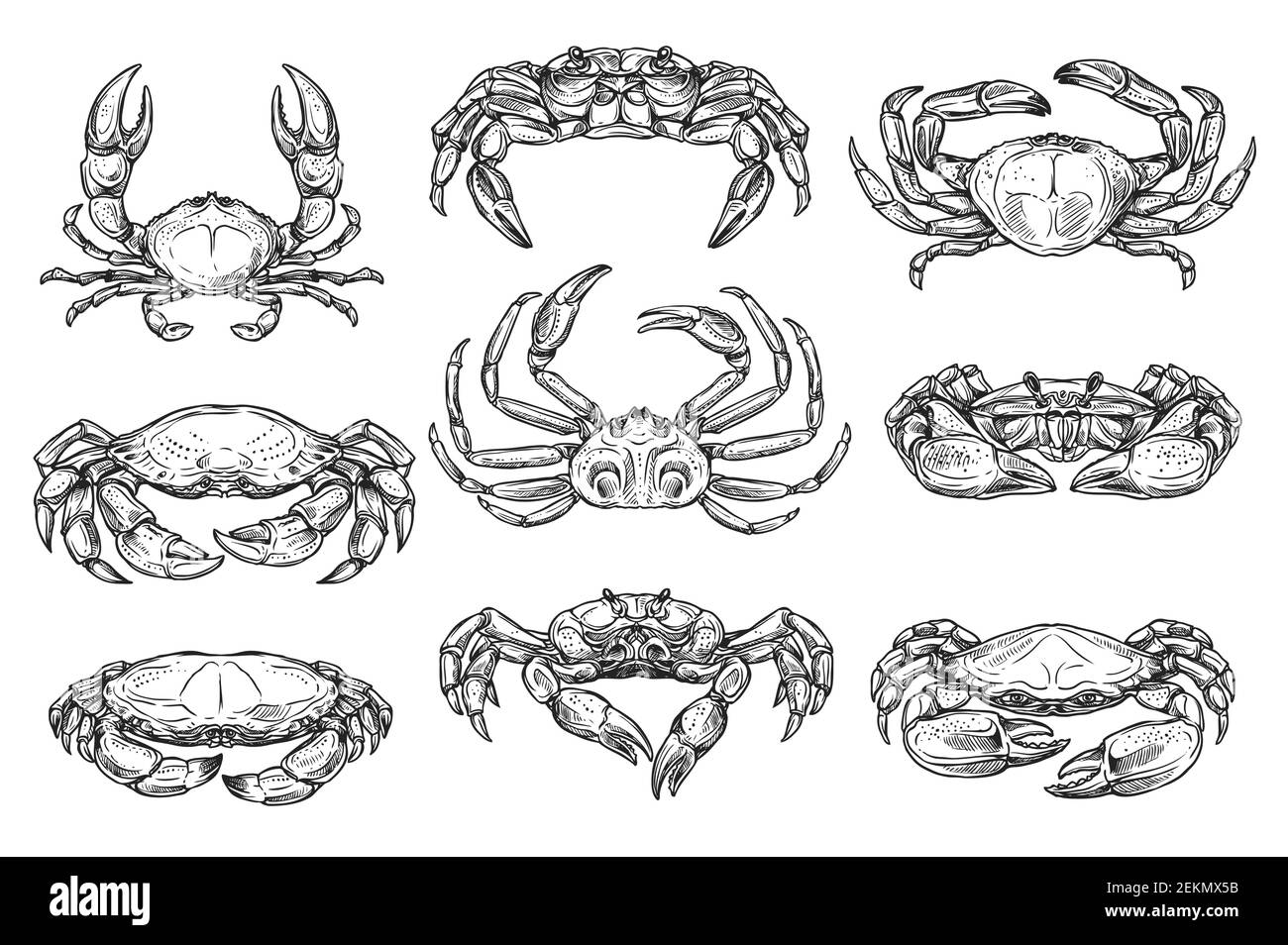 Croquis isolés animaux de crabe sous-marin. Vecteur différent crabe avec de longues griffes, king et cruscroûtean poilu, langouste de l'océan, faune marine an Illustration de Vecteur