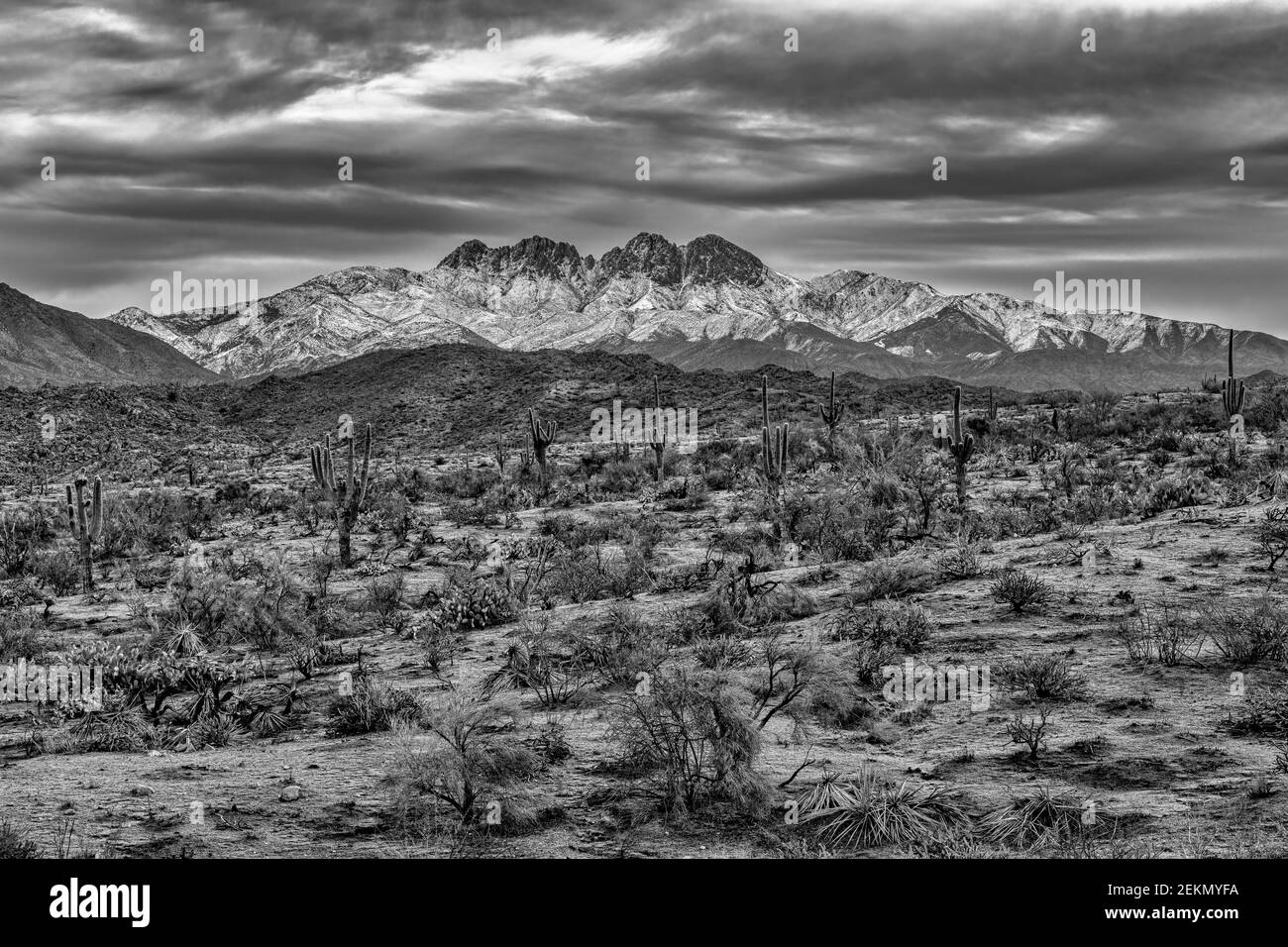Vue d'hiver de la cicatrice de feu de Bush et de la nature de four Peaks dans la forêt nationale de Tonto à environ 45 miles au nord-nord-est de Phoenix, Arizo Banque D'Images