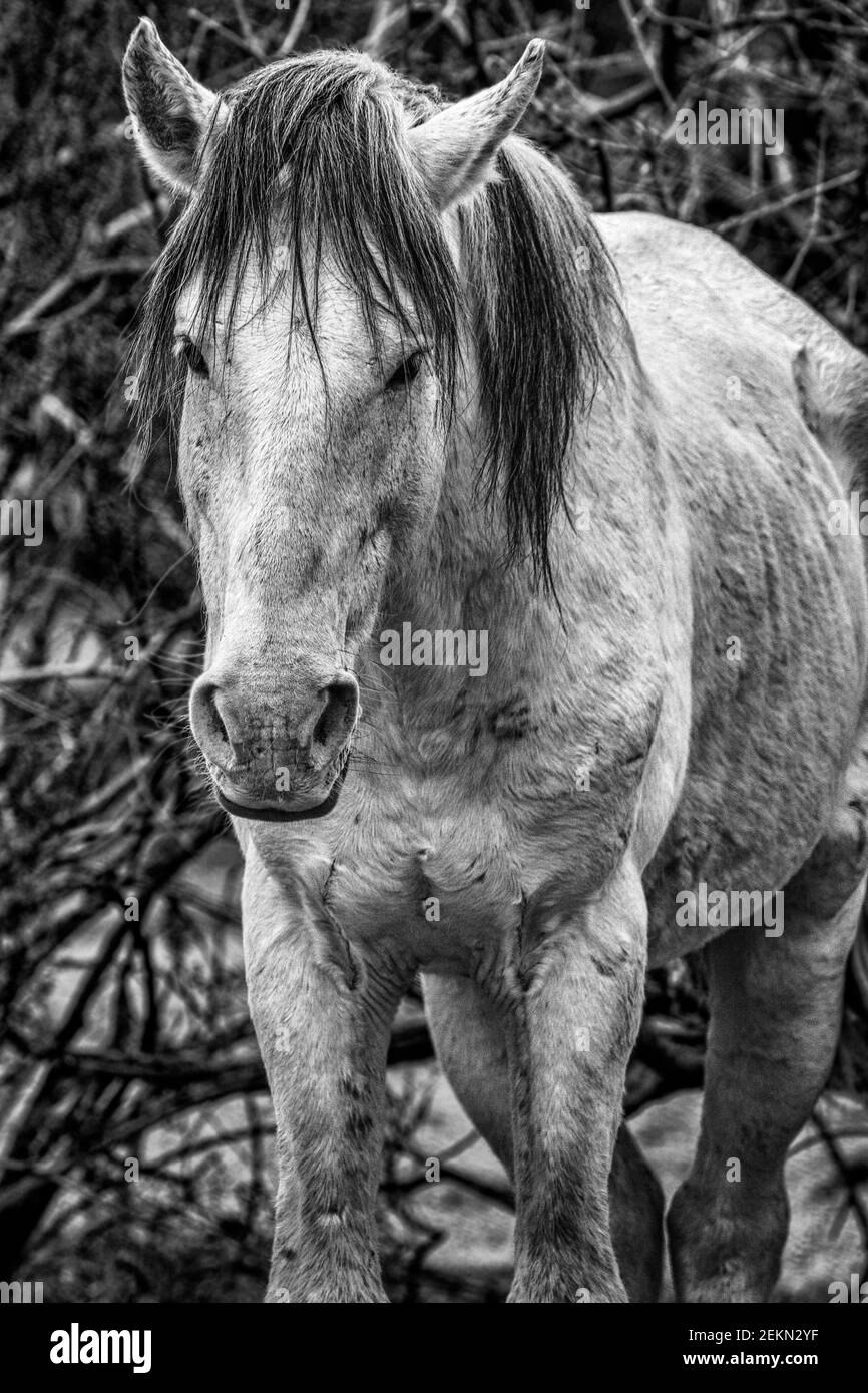 Salt River Wild Horses Dans La Forêt Nationale De Tonto, Près De Phoenix, Arizona. Banque D'Images