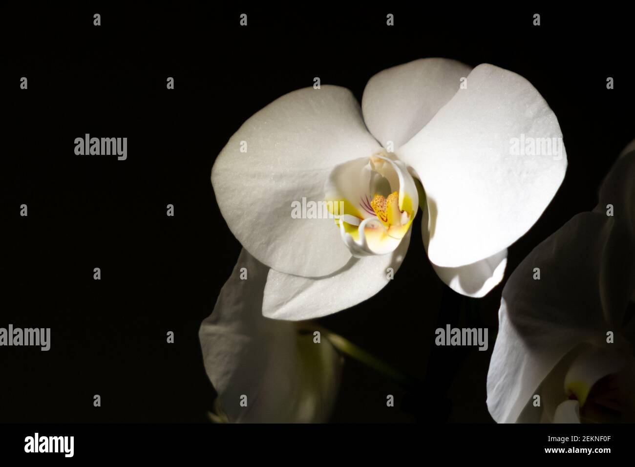 Gros plan d'une orchidée blanche dans une pièce sombre Banque D'Images