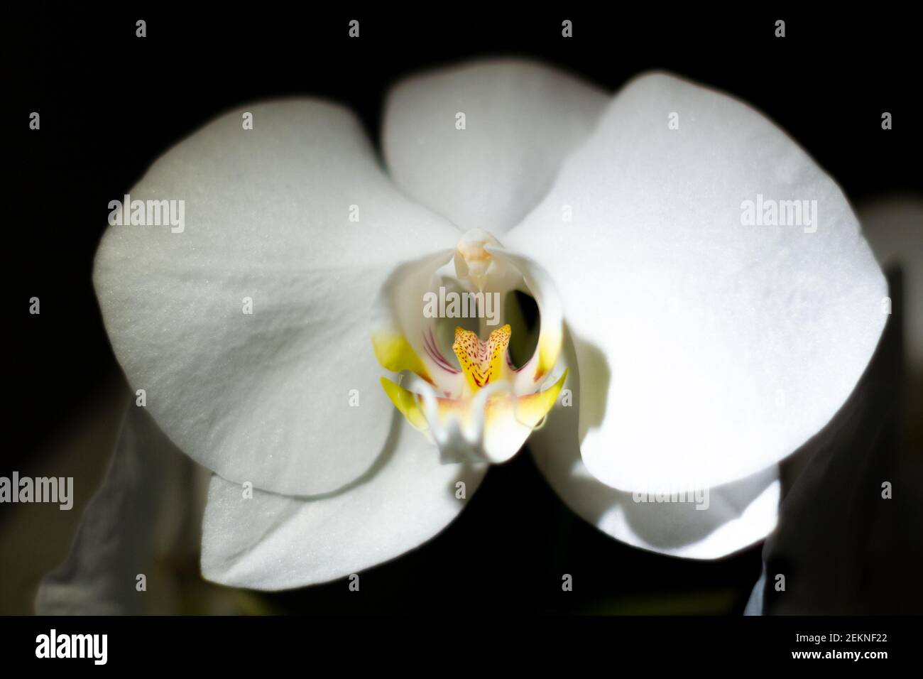 Gros plan d'une orchidée blanche dans une pièce sombre Banque D'Images