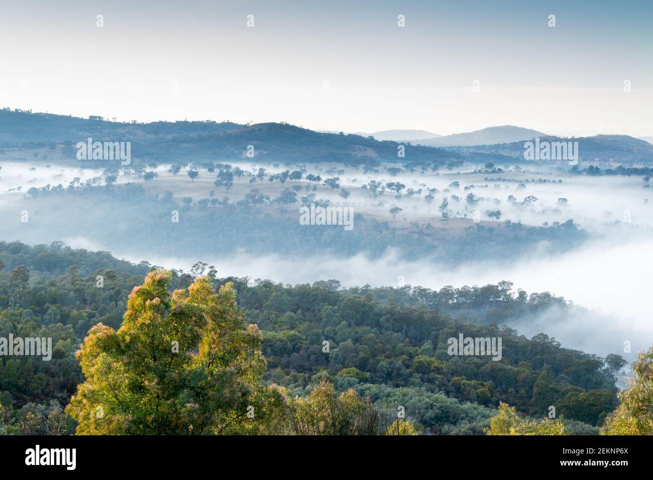 Brume matinale le brouillard tourbillonnant apporte douceur au début de la journée. TERRITOIRE DE CANBERRA Banque D'Images