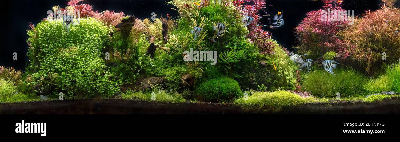 La vue de l'aquarium d'eau douce avec des poissons tropicaux, discus symphysodon de plusieurs couleurs Cinchlidés avec des plantes aquatiques, fishnatif au bassin de l'amazone Banque D'Images