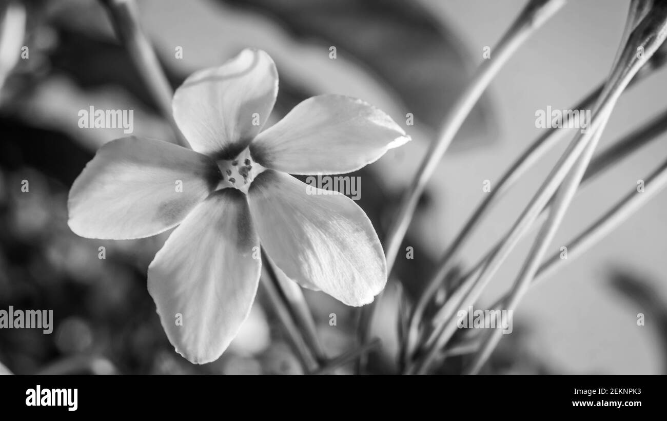 Belle fleur de Burma Creeper, chèvrefeuille de Chine Banque D'Images