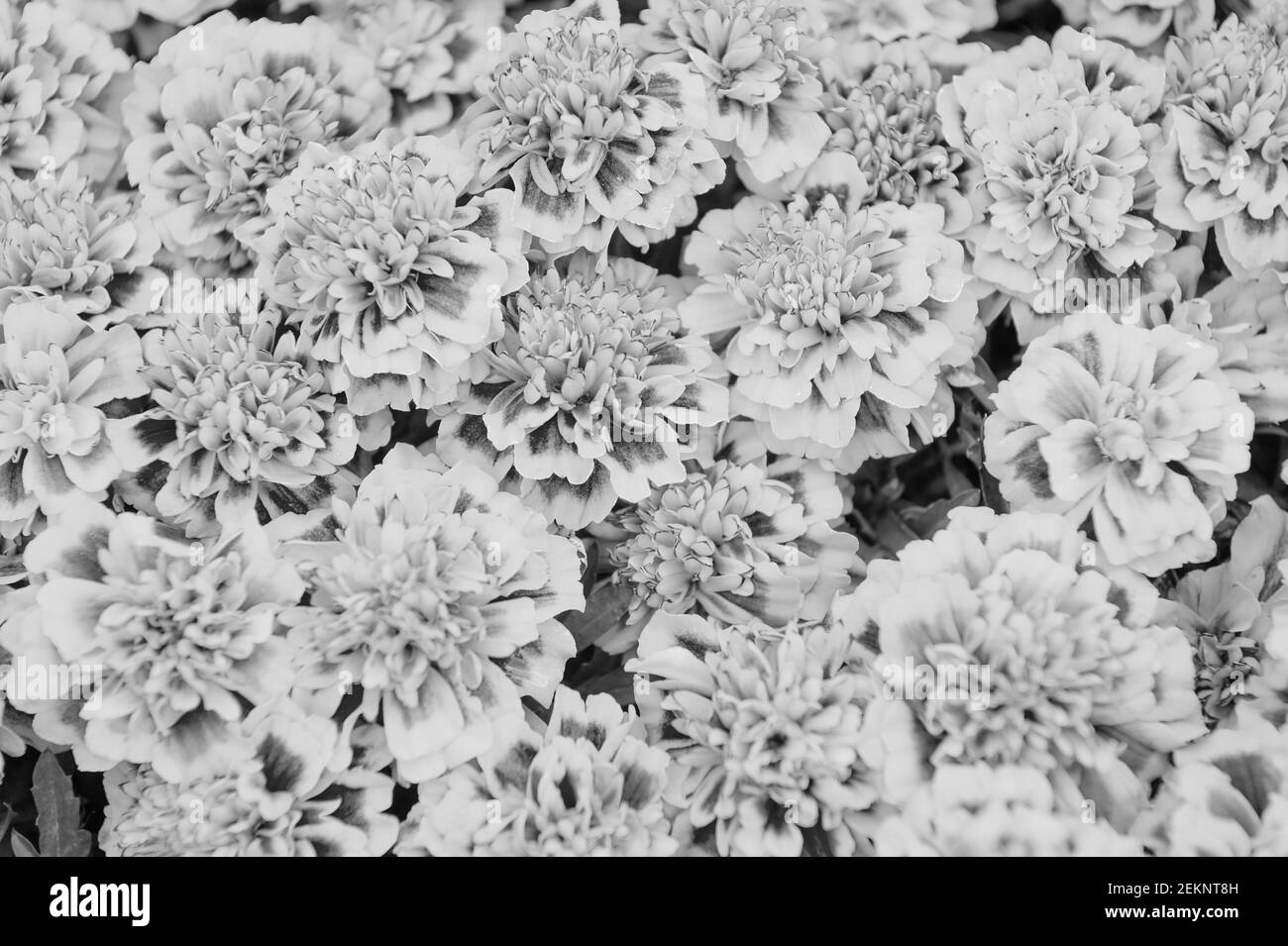 Fond de carte de voeux. Fond floral. Botanique et flore. Vue du dessus des Tagetes. Concept de nature de printemps. Fleurs dans le champ. Magnifique motif de fleurs orange rouge marigold. Fleurs Marigold. Banque D'Images