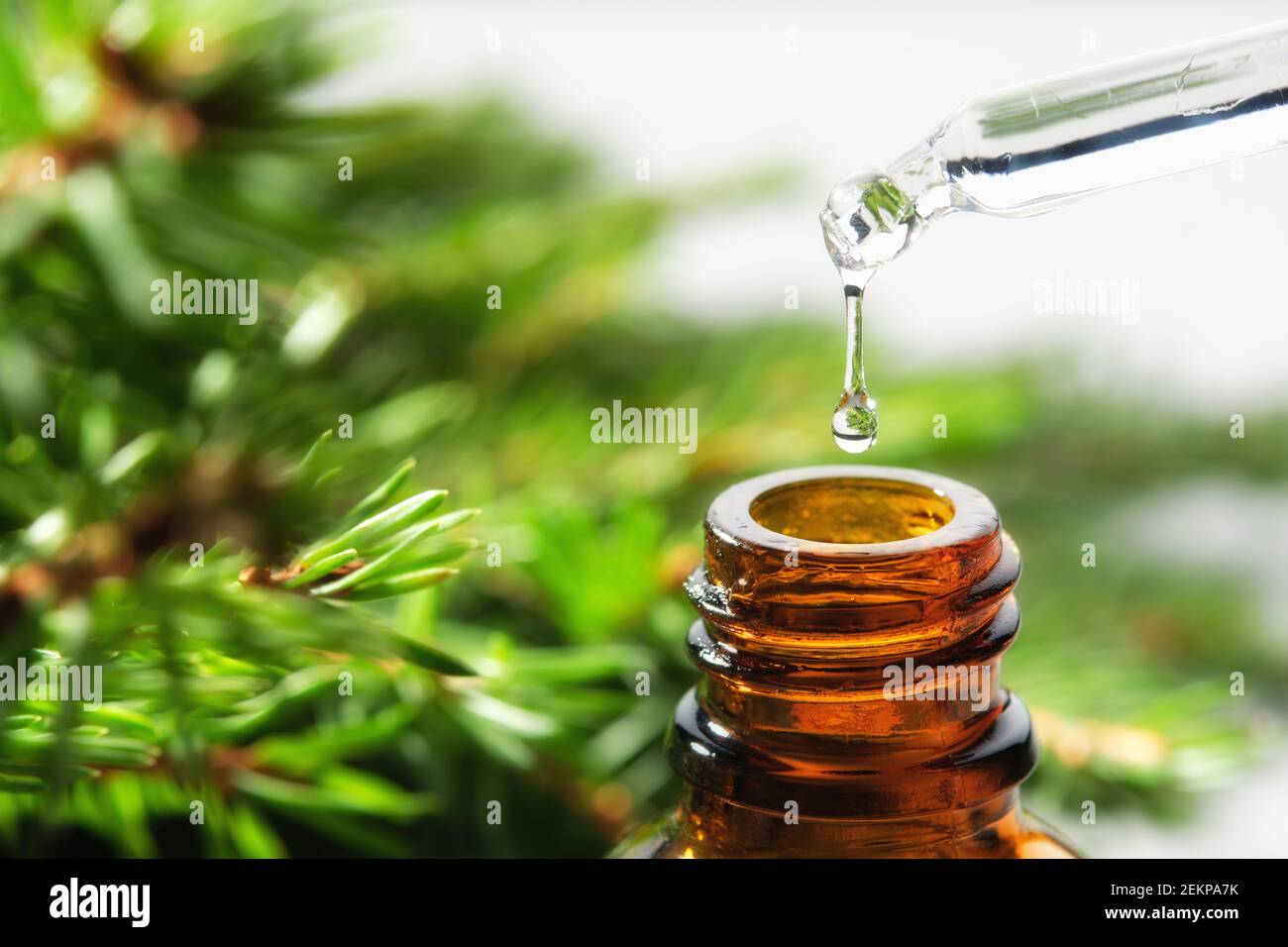 Huile aromatique de sapin dans un flacon compte-gouttes en verre, une goutte d'huile essentielle d'épinette qui s'écoule du compte-gouttes en verre. Branches d'épinette en arrière-plan, pas en foyer. Banque D'Images