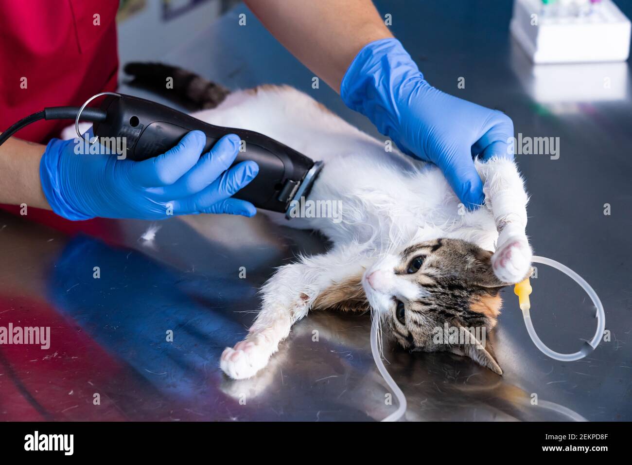 Vétérinaire, avec des gants en nitrile et une couche rouge, rasant la zone d'opération de ​​a chat, avant la chirurgie Banque D'Images