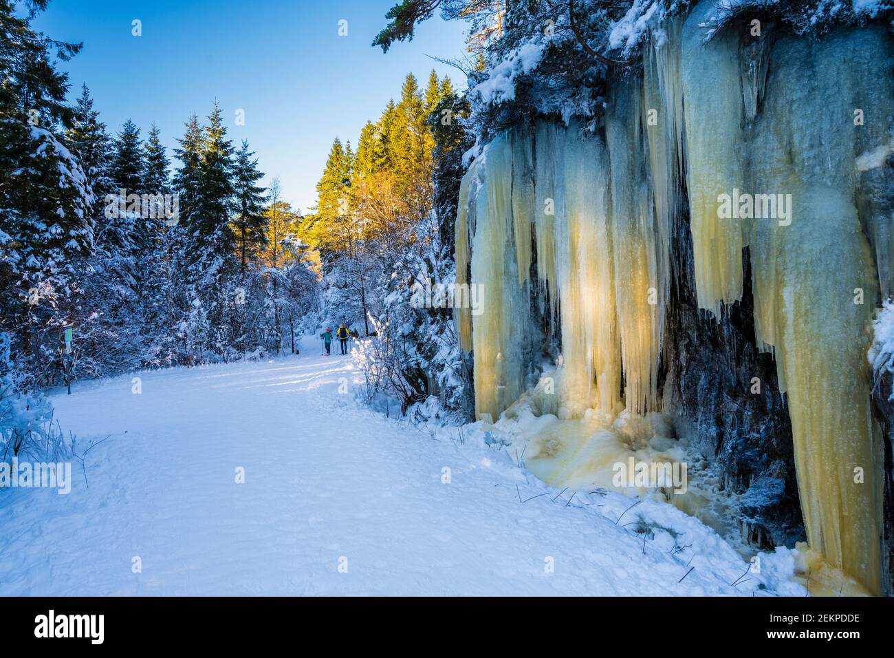 Hiver à Bergen, Norvège. D'immenses glaces dans une forêt à l'extérieur de la ville de Bergen. Banque D'Images