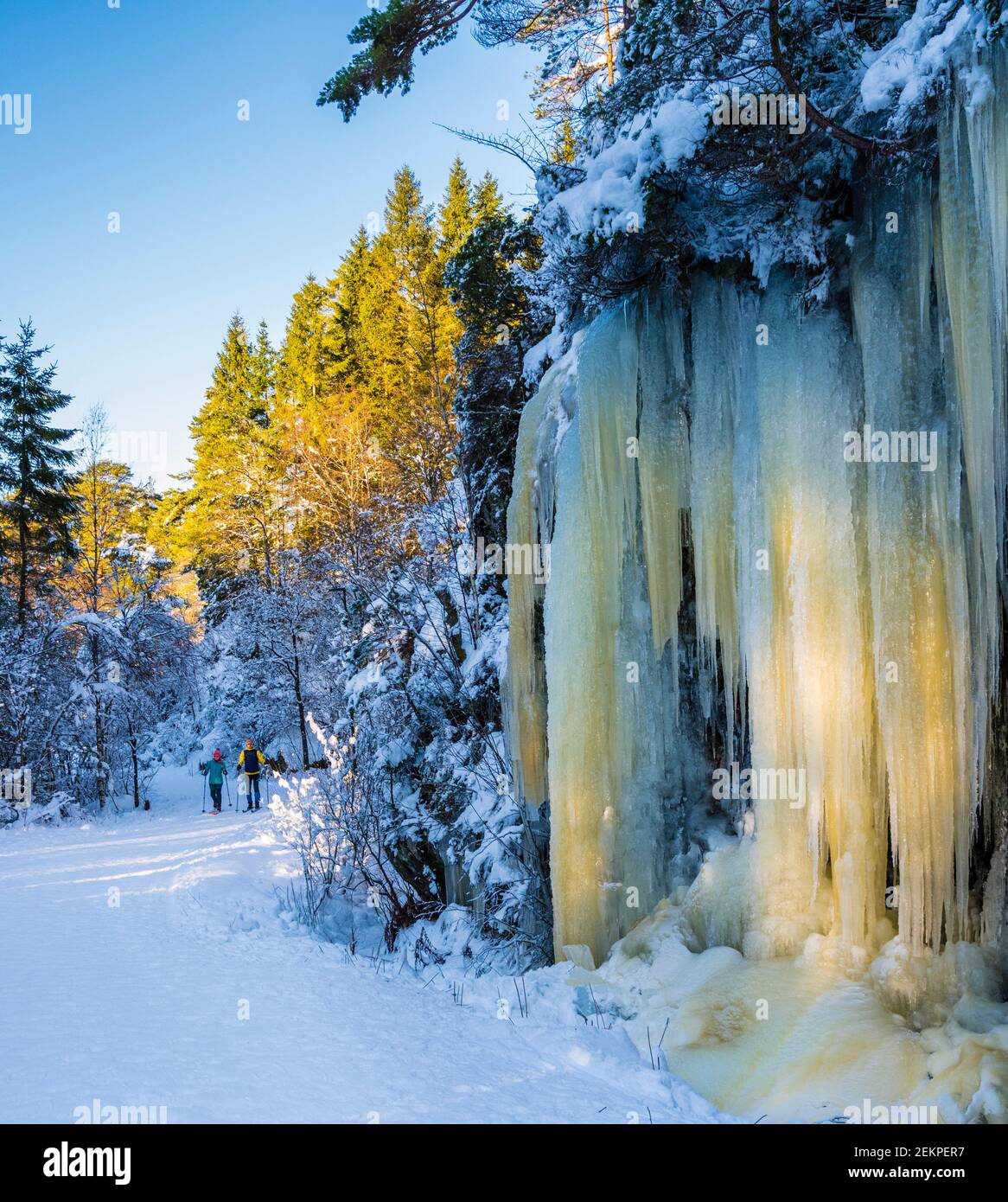 Hiver à Bergen, Norvège. D'immenses glaces dans une forêt à l'extérieur de la ville de Bergen. Banque D'Images