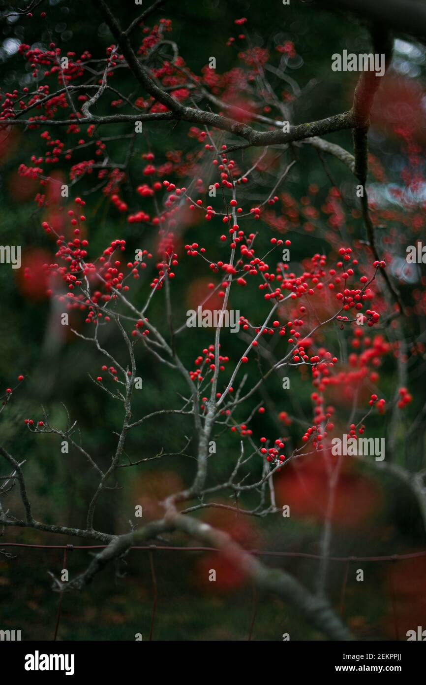 Les baies rouges poussent sauvages et belles sur les arbres pendant les mois d'hiver Banque D'Images