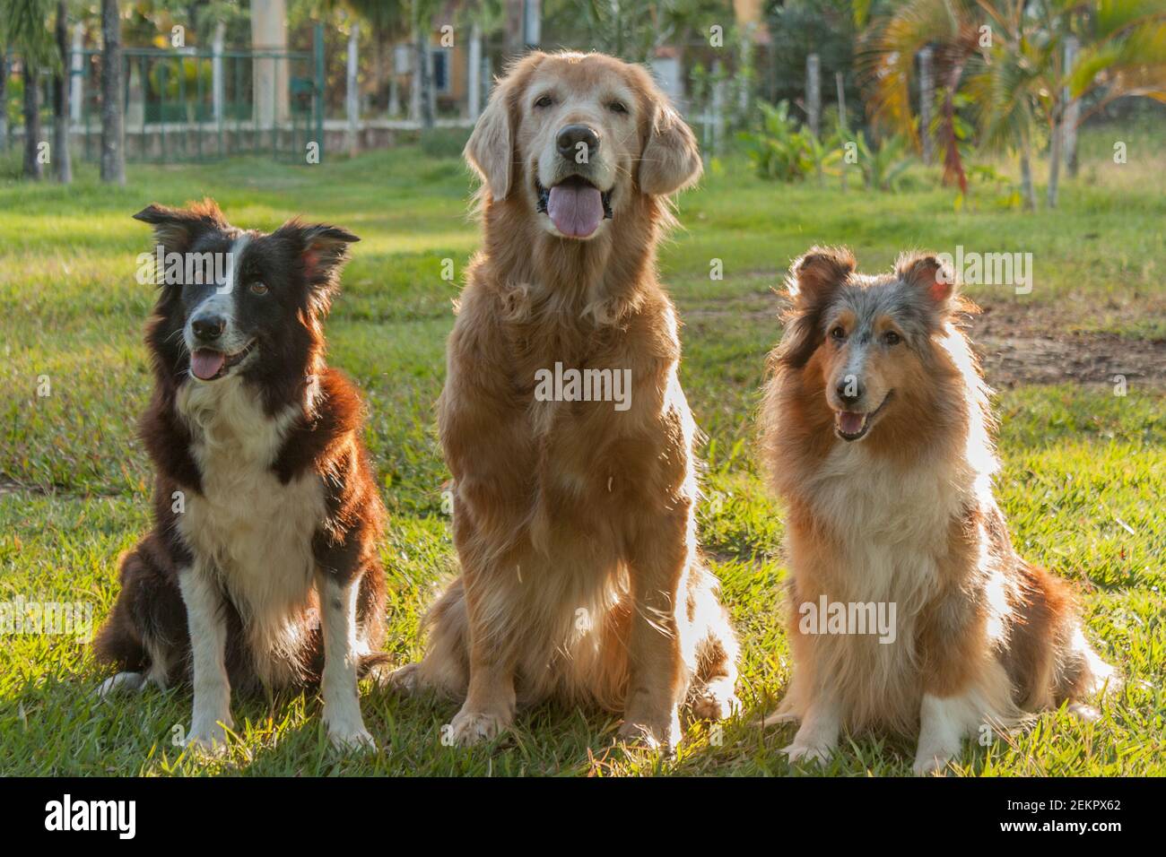 Un cliché captivant de chiens adorables bordent collie et Golden Retriever  sur l'herbe verte Photo Stock - Alamy