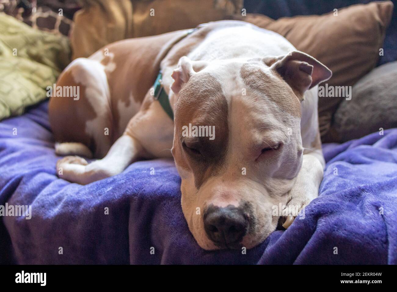 Un chien pitbull de race mixte (Staffordshire américain et américain) (Canis lupus familiaris) déchire sur un canapé. Banque D'Images