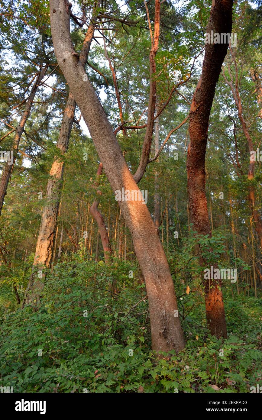Arbutus Trees (Arbutus menziesii) et salal, île Russell, Colombie-Britannique, Canada Banque D'Images