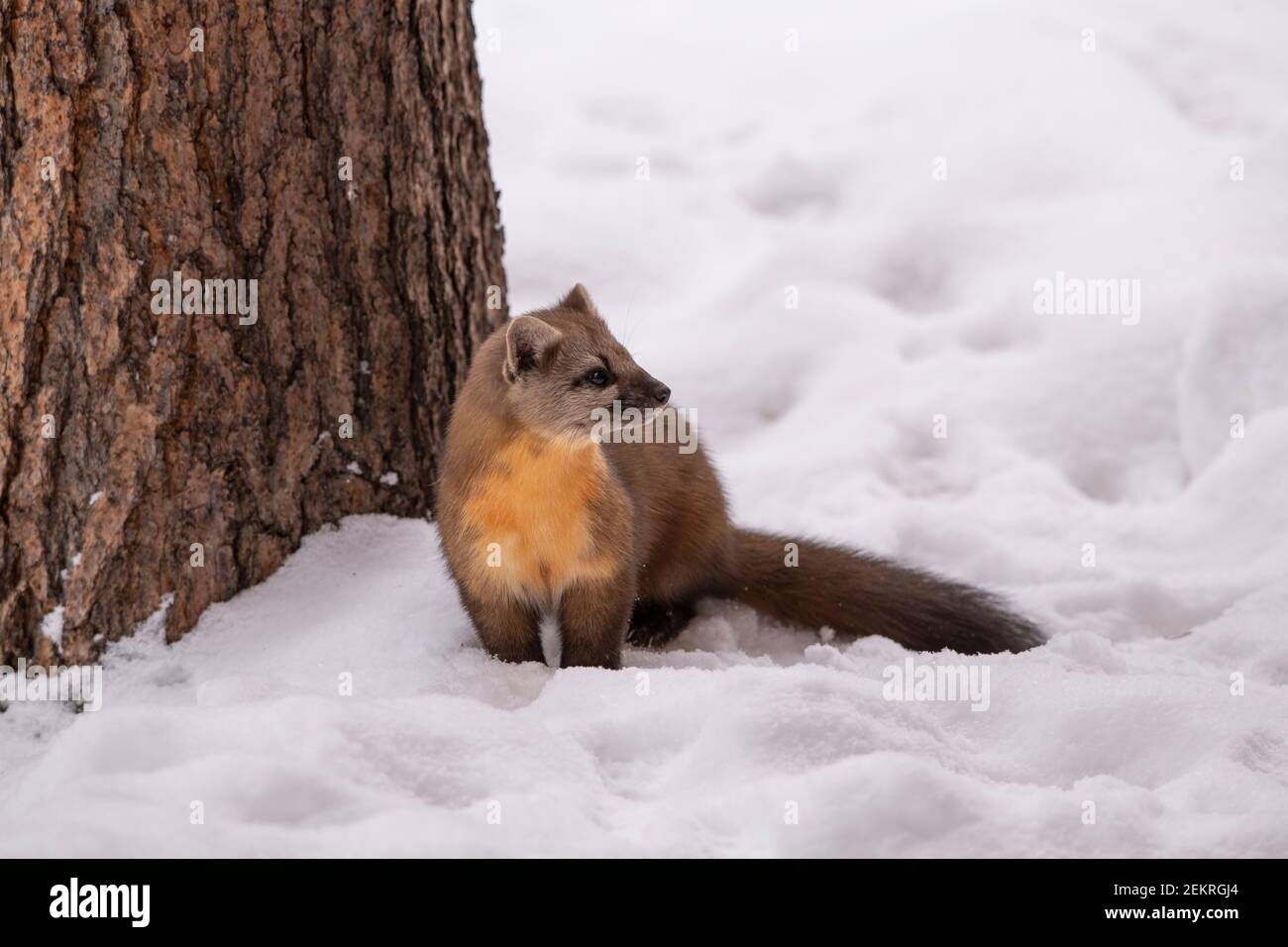 Martre d'Amérique, parc national de Yellowstone Banque D'Images