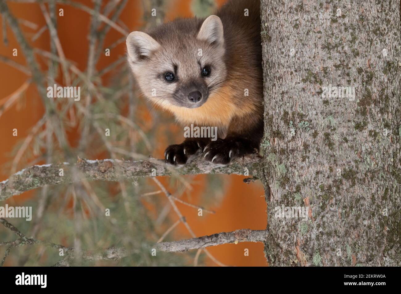 Martre d'Amérique, parc national de Yellowstone Banque D'Images