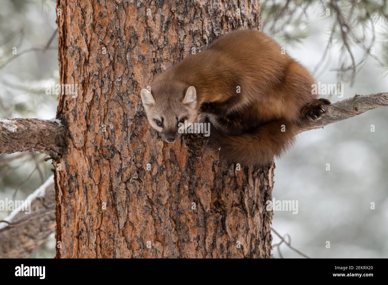 Martre d'Amérique, parc national de Yellowstone Banque D'Images