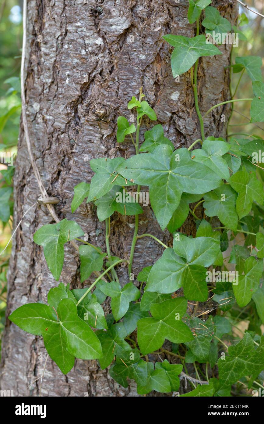 Ivy poussant sur un sapin, île Russell, Colombie-Britannique, Canada Banque D'Images