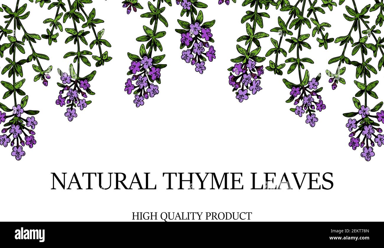 Bordure horizontale de thym dessinée à la main. Illustration vectorielle isolée sur blanc. Plante à base de plantes botaniques dans un style d'esquisse de couleur vintage. Thymus vulgaris. Illustration de Vecteur