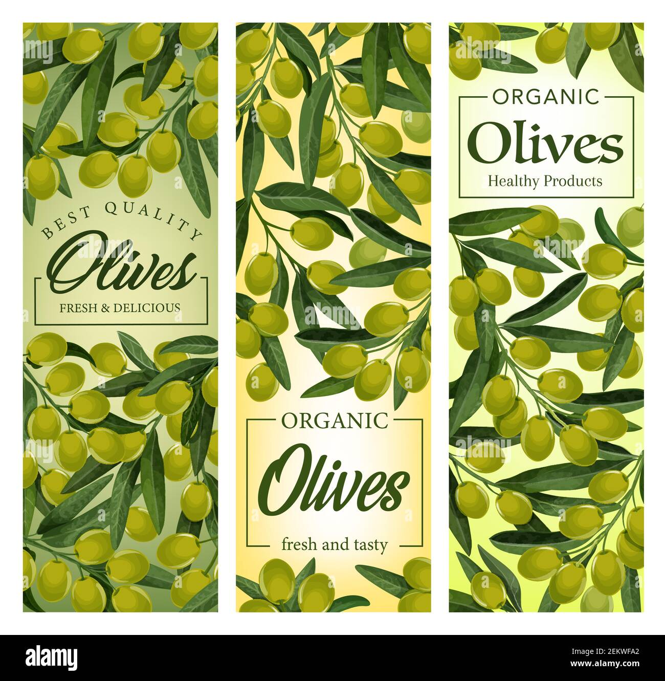 Branches d'olives, grappe de fruits mûrs avec feuilles. Olives vectorielles suspendues sur des branches verdoyantes. Ingrédients traditionnels de cuisson à l'huile extra vierge, récolte Illustration de Vecteur